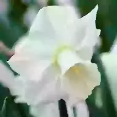 Desdemona